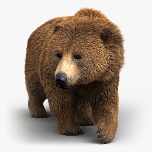 bear