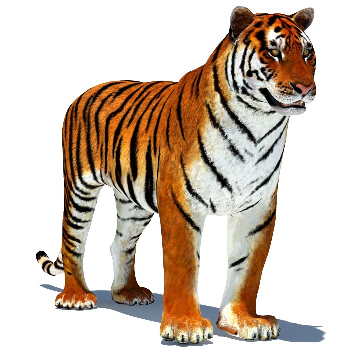 tiger 