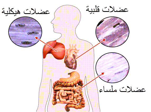  أنواع العضلات عند الإنسان