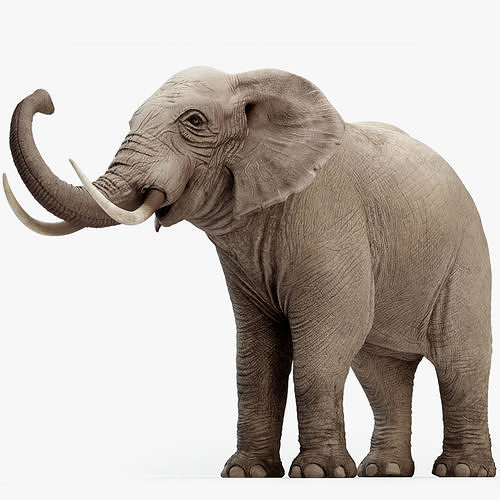 elephant